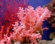coral-19.jpg